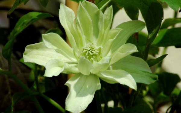 Клематис Примул Стар PBR