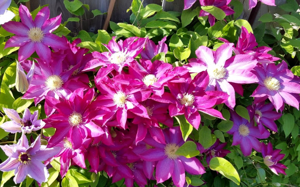 Клематис Розовое шампанское