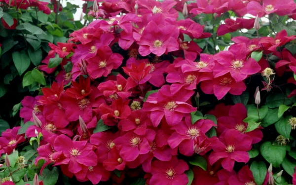 Клематис Руж Кардинал