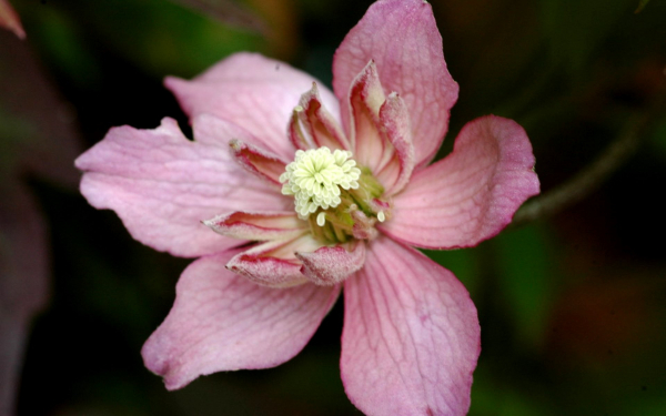 Клематис Санрайз PBR