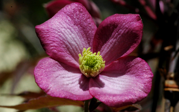 Клематис Фреда