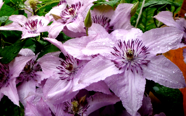 Клематис Хегли гибрид