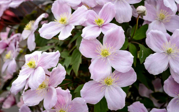 Клематис горный розовый