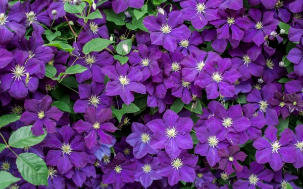 Клематис Грюнвальд