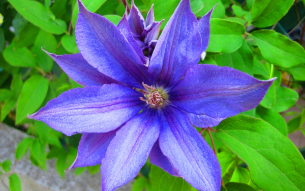 Клематис крупноцветковый Дороти Валтон