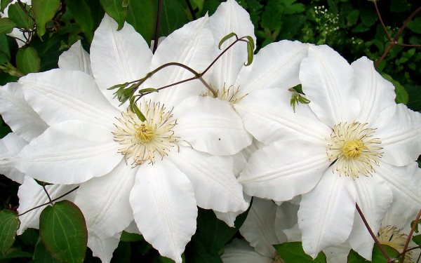 Клематис крупноцветковый Изидор