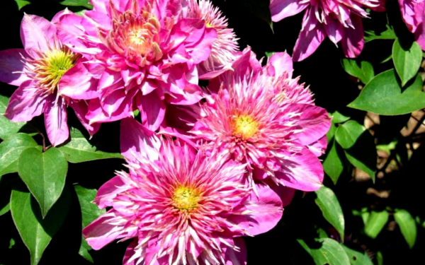 Клематис махровый