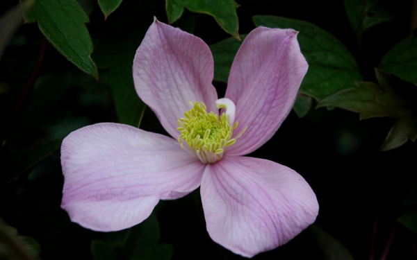 Клематис сэр Эрик Сэвилл