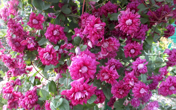 Клематис Пурпуреа плена Элеганс