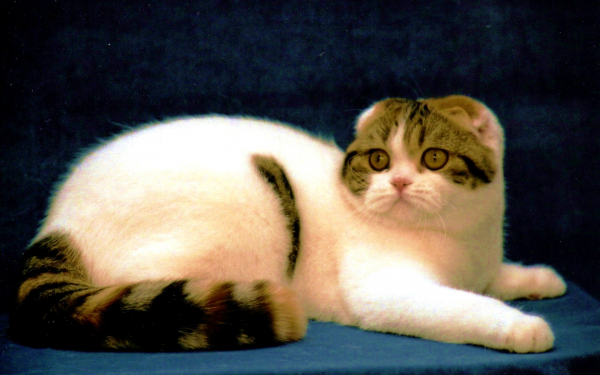 Шотландская кошка