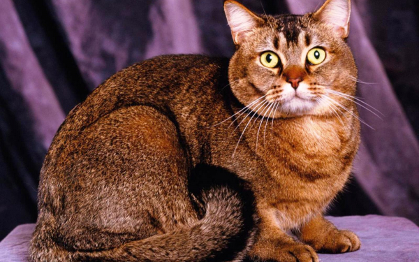 Упитанный кот