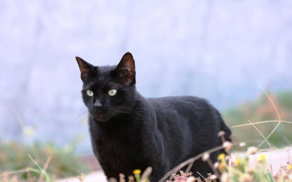 Черная кошка