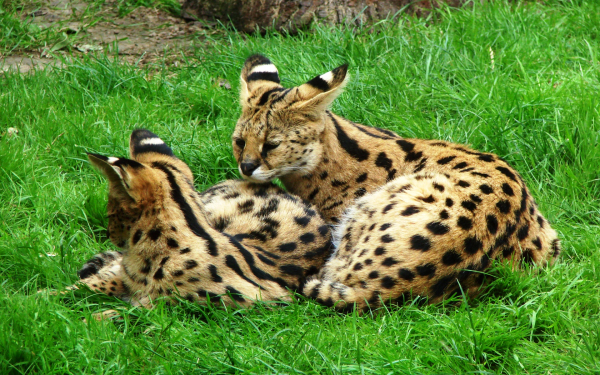 Дикие кошки сервалы