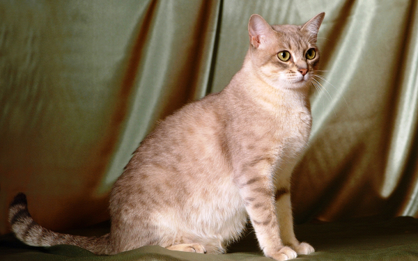 Кошка австралийская мист