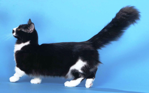 Кошка манчкин черная