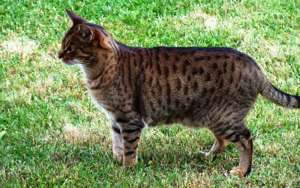 Кошка оцикет