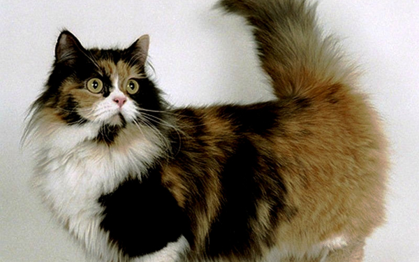 Кошка породы манчкин