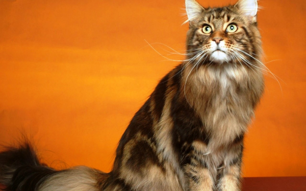 Кошка породы мейн-кун