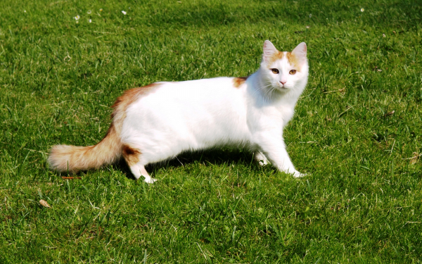 Кошка породы турецкий ван