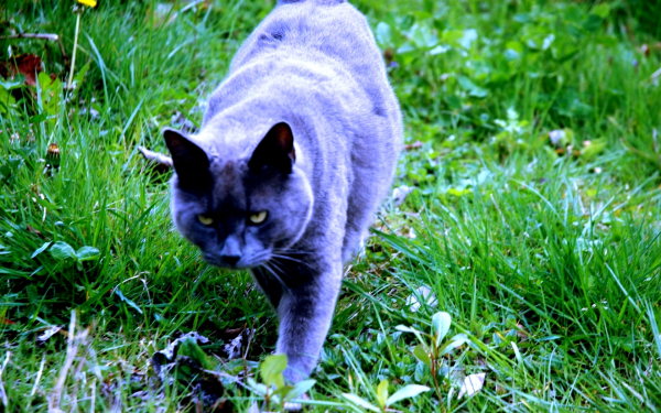 Кошка породы шартрез