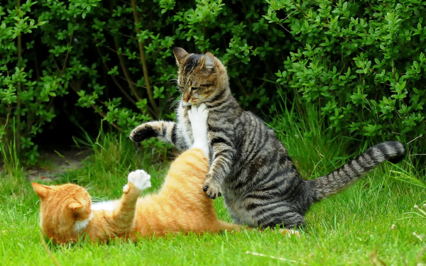 Кошки играют на поляне