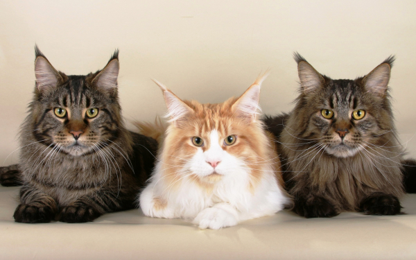 Кошки породы мейн-кун