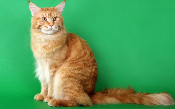 Кошка мейн-кун рыжая