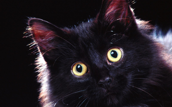 Мордашка черной кошки