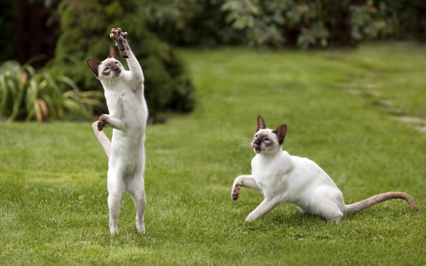 Сиамские кошки ловят мышь