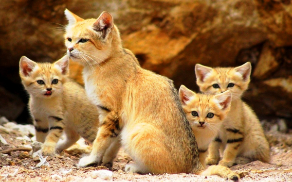 Барханная кошка с котятами