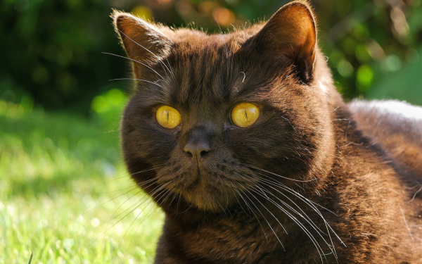 Кошка с желтыми глазами