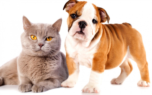 Кошка и бульдожка