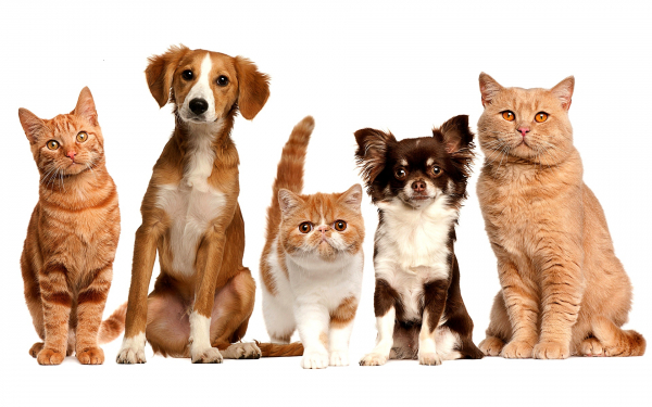 Кошки и собаки