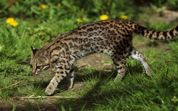 Чилийская кошка