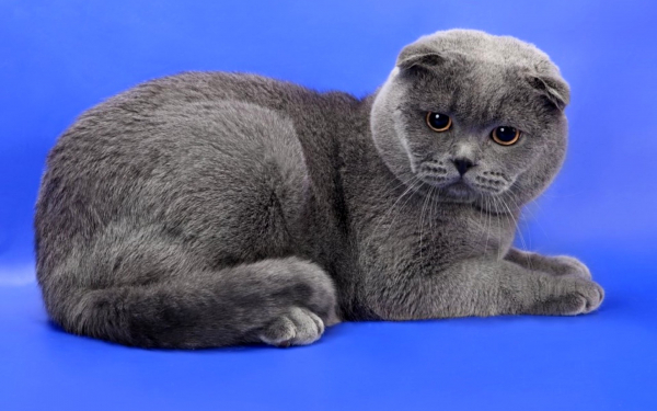 Шотландская вислоухая гладкошерстная кошка