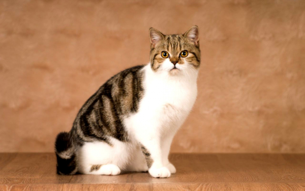 Шотландская кошка