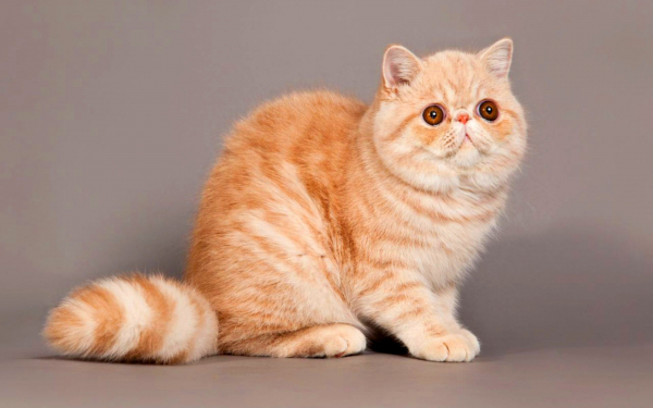 Экзотическая кошка