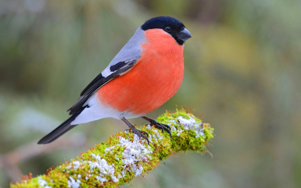 Птица снегирь