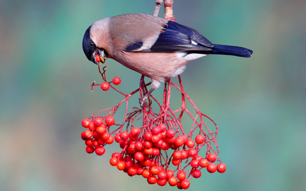 Самка снегиря на ветке рябины