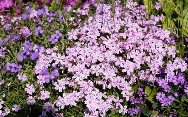 Флоксы шиловидные