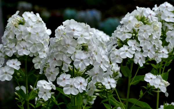 Белые флоксы