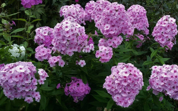 Метельчатые флоксы