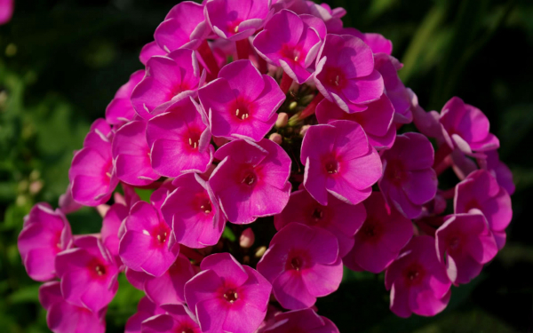 Флокс Космополитен