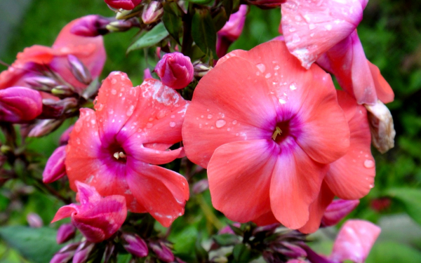 Флокс Оранж перфекшен