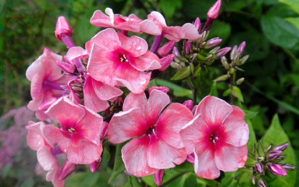 Флокс Феррис Уил