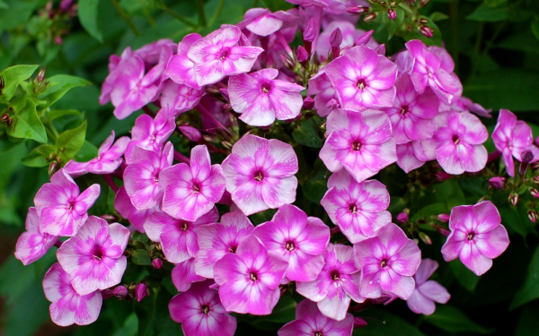 Флокс метельчатый Мулатка