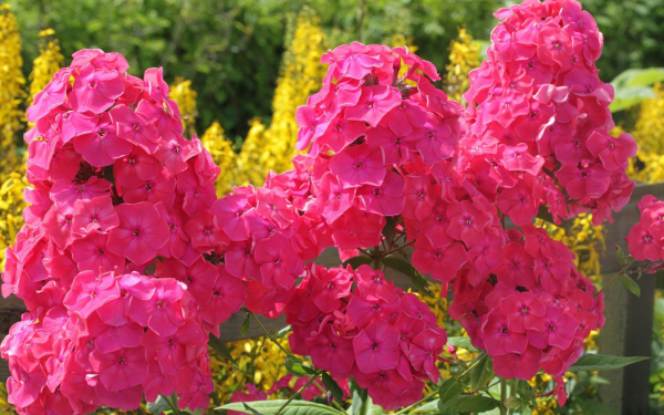 Флокс метельчатый Фаина Раневская