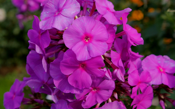 Флокс метельчатый аметист