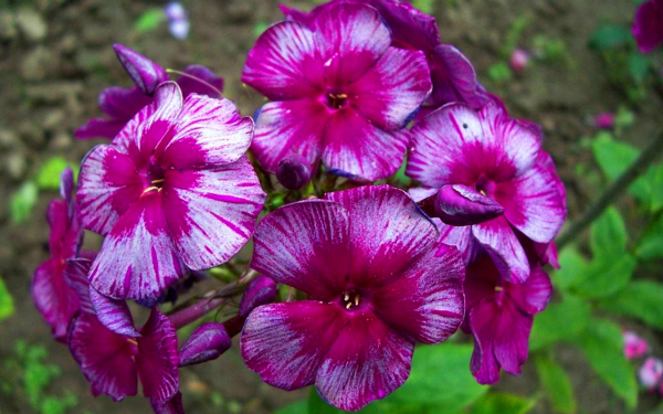 Флокс метельчатый дракон