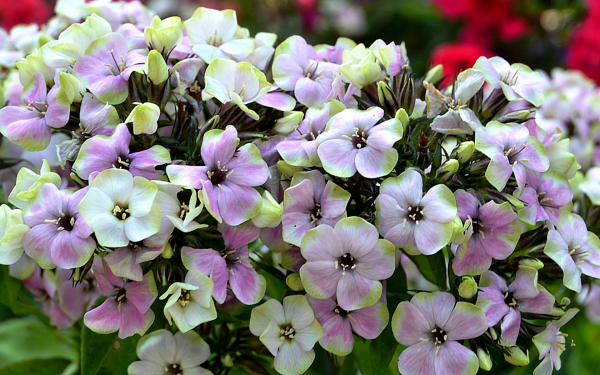 Флокс метельчатый